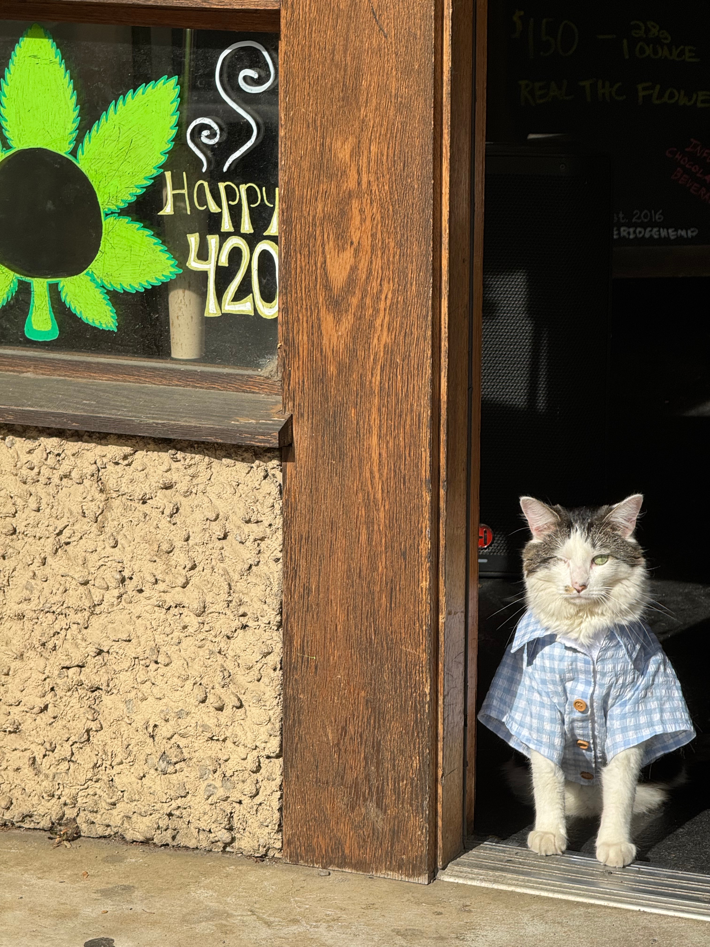 Lexington wearing a blue checkered shirt sitting in the Blue Ridge Hemp doorway