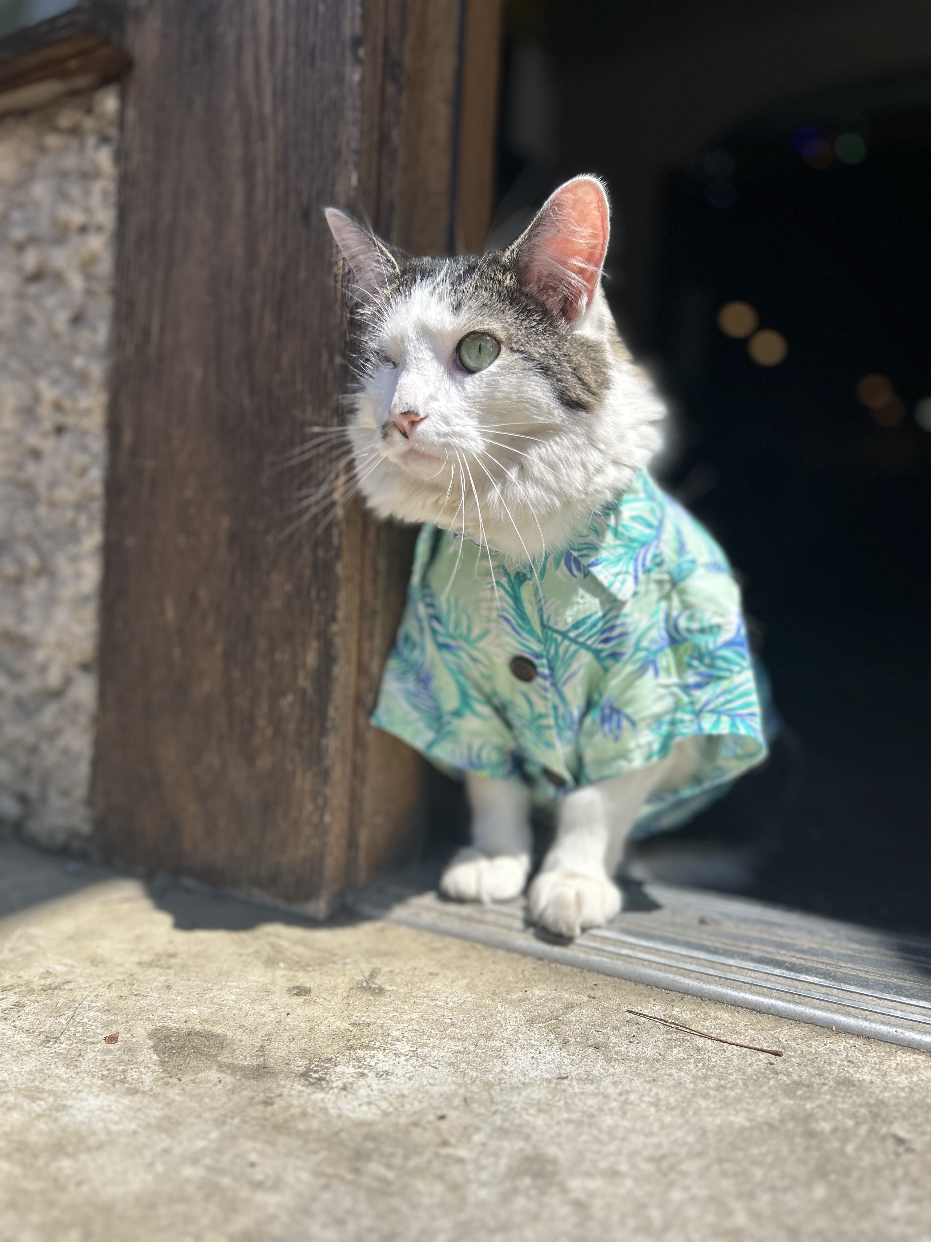 Lexington wearing a tropical Hawaiian shirt in the shop doorway