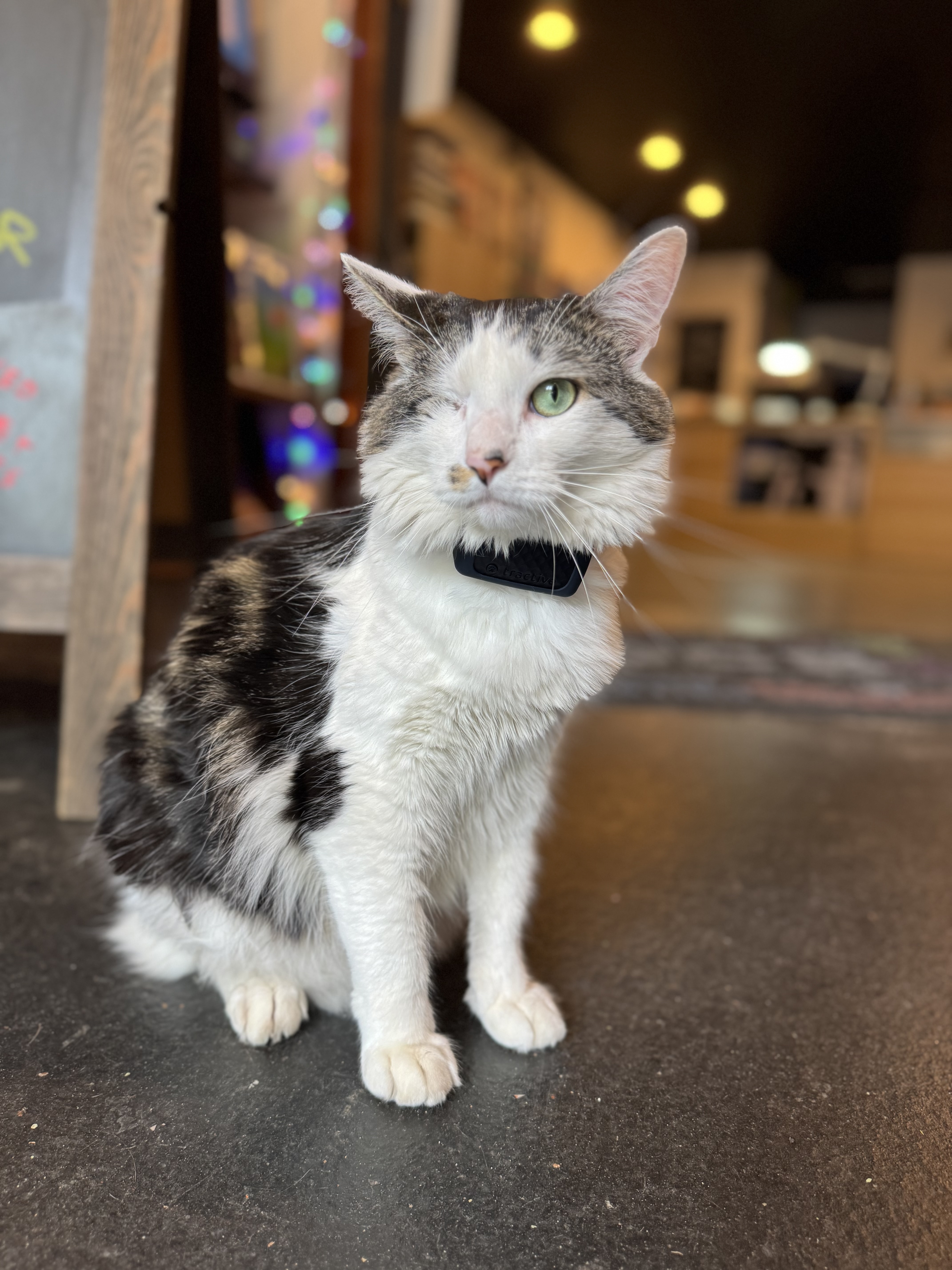 Portrait of Lexington sitting inside Blue Ridge Hemp shop